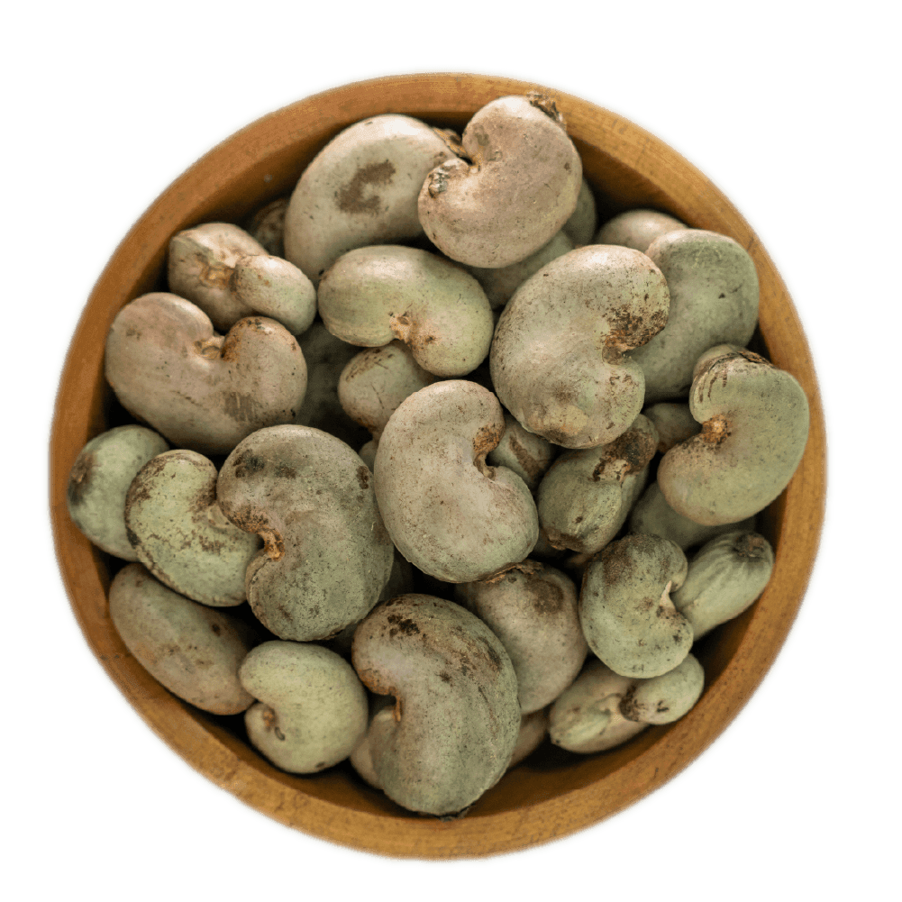 Raw Cashew Nuts (RCN)
